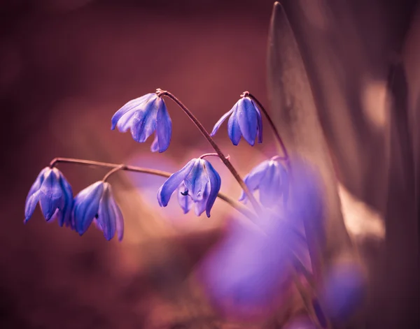 Frühling violette Blüten — Stockfoto