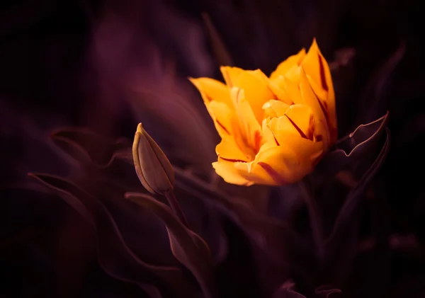 Tulipa colorida no jardim da primavera — Fotografia de Stock