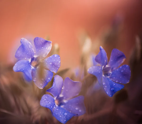 Primavera flores violetas — Fotografia de Stock