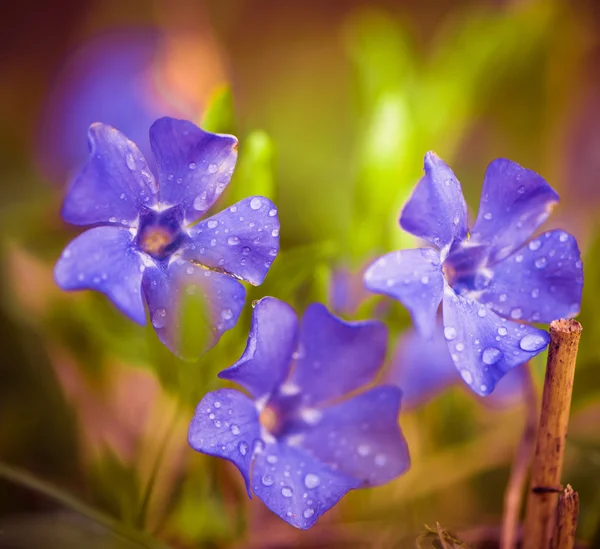 Frühling violette Blüten — Stockfoto