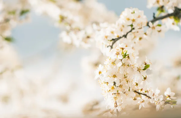 Cherry-plum flowers