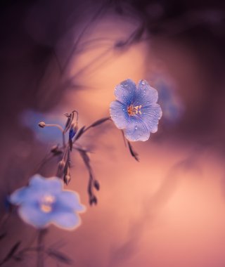 gün batımında mavi çiçekler