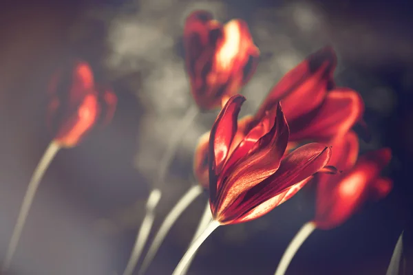 Red tulips closeup — Stock Photo, Image