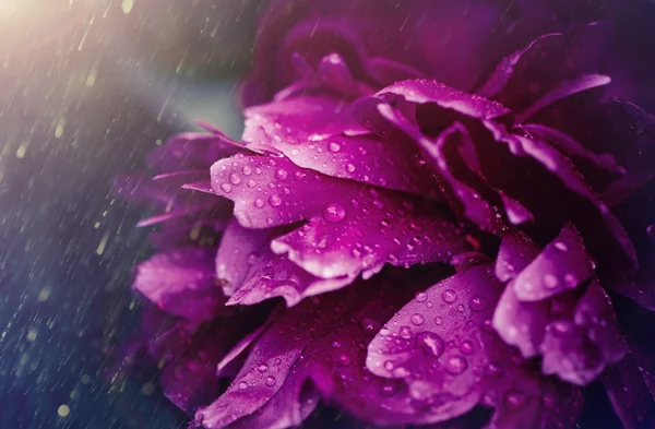 Purple peonies — Stock Photo, Image