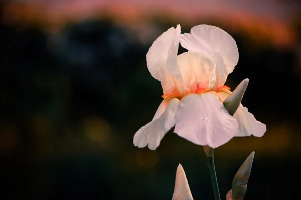 Frische Iris im Garten bei Sonnenuntergang — Stockfoto