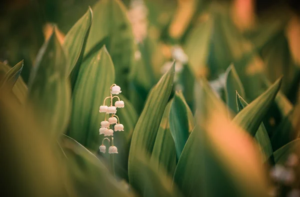 Lilies of the valley — Stock Photo, Image