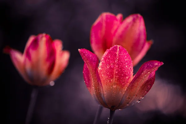 Мокрі червоні тюльпани на заході сонця — стокове фото
