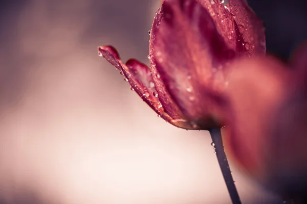 Tulipas vermelhas molhadas ao pôr do sol — Fotografia de Stock