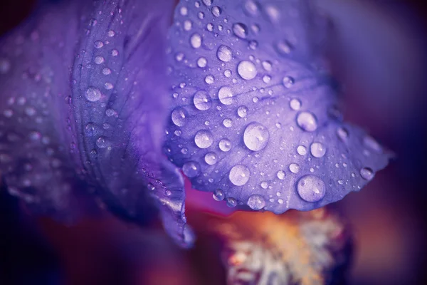 Květina Kosatec s vodou kapky — Stock fotografie