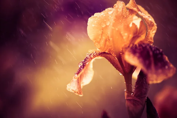 雨の下でカラフルなアイリスの花 — ストック写真