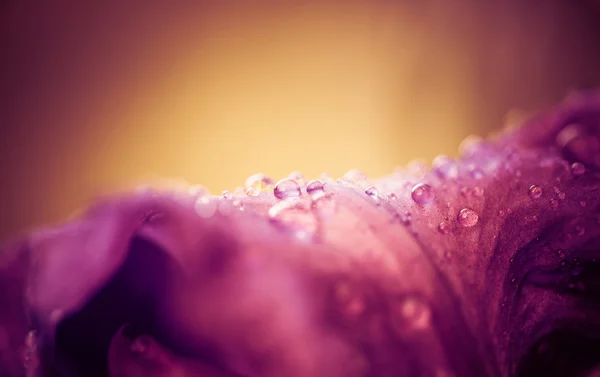 Dešťové kapky na purpurové listy — Stock fotografie