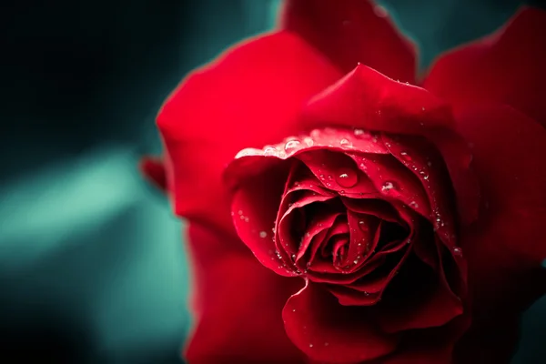Red rose with drops — Stock Photo, Image