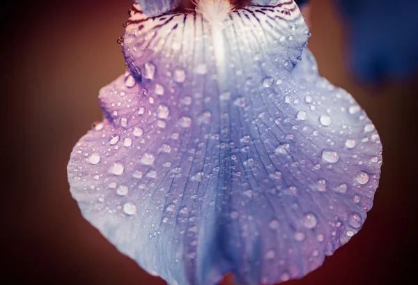 Iris list s deštěm kapek — Stock fotografie