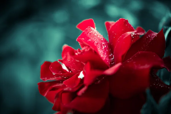 Κόκκινο τριαντάφυλλο με σταγόνες νερού — Φωτογραφία Αρχείου