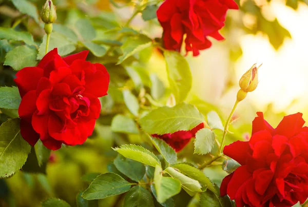Red roses bush — Stock Photo, Image