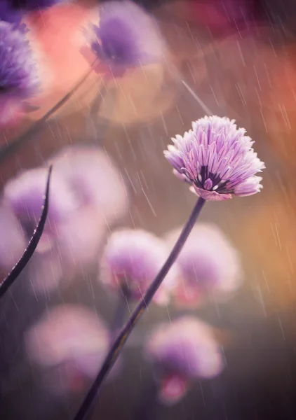Rainy pink flowers — Stock Photo, Image