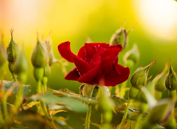 Fresh garden rose — Stock Photo, Image