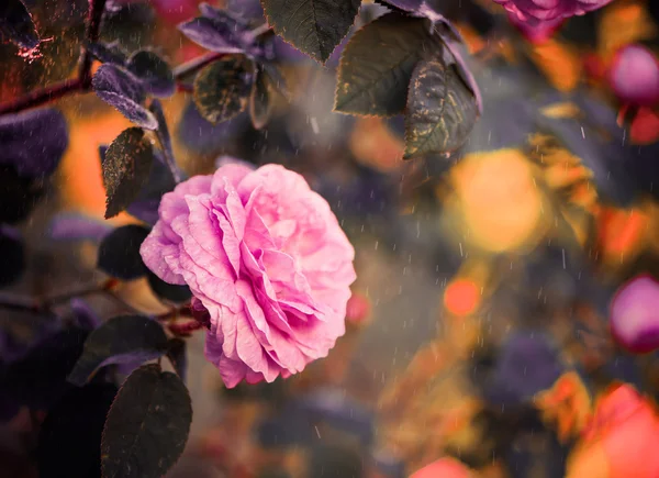 Sunset trädgård rose — Stockfoto
