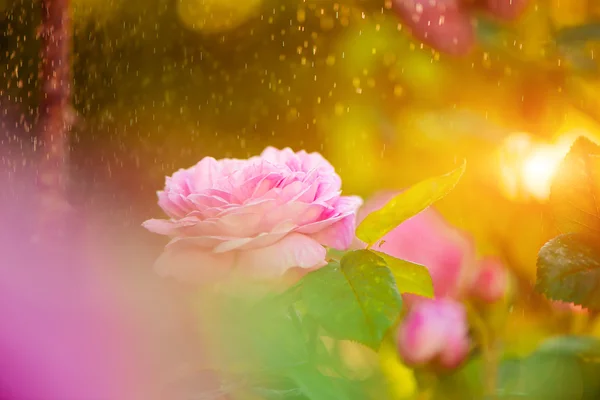 Pink rose at rainy sunset light — Stock Photo, Image