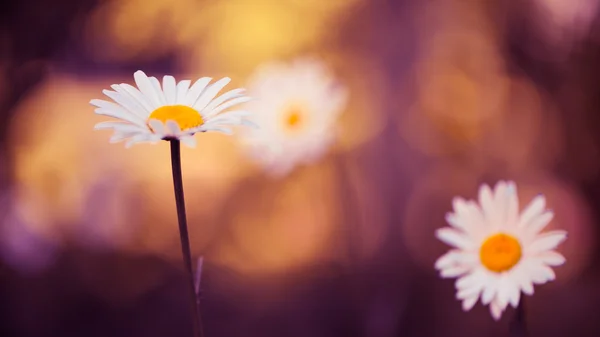 Marguerites d'été — Photo