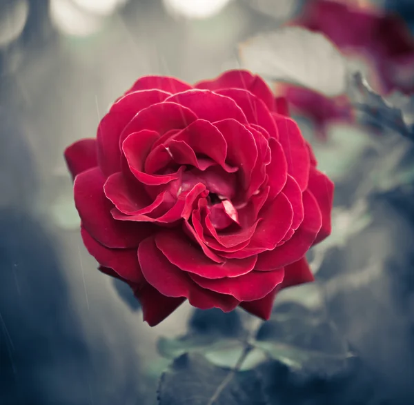 Red rose bud — Stock Photo, Image
