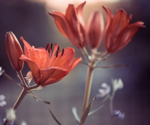 Flores de lírio-dia — Fotografia de Stock
