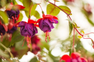 Yaz aylarında Bahçe çiçek