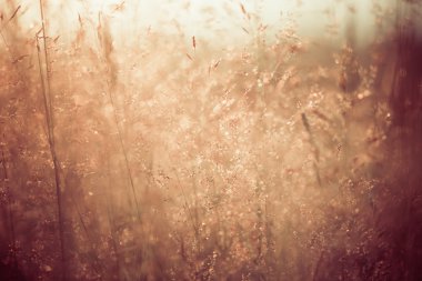 yaz gün batımı bitkiler