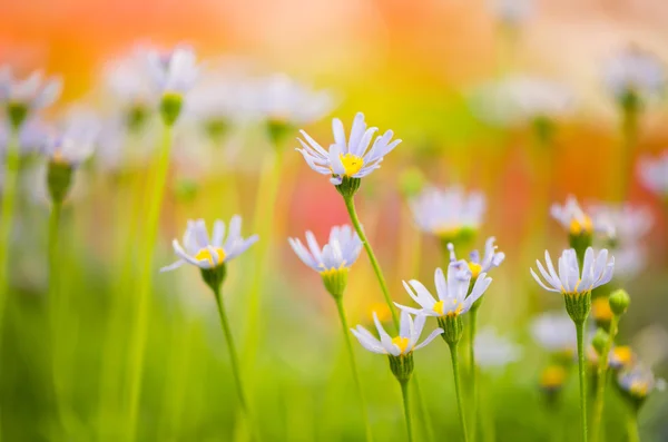 Colorful flowers — Stock Photo, Image