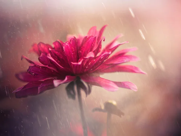 Red rainy flower — Stock Photo, Image
