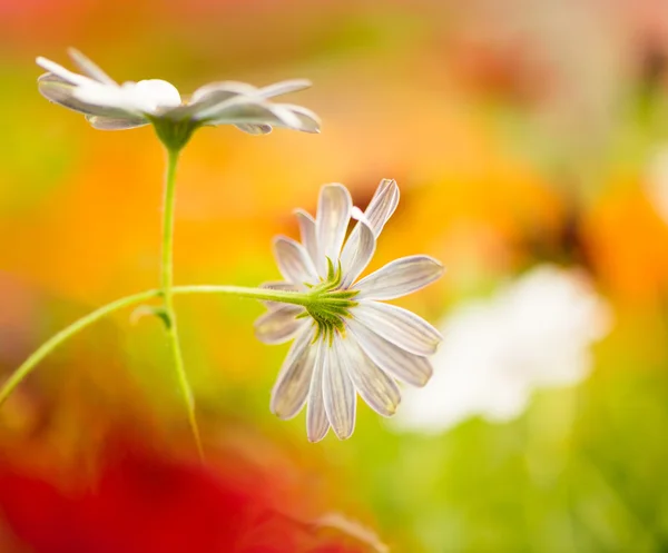 Sommerblumen vor buntem Hintergrund — Stockfoto