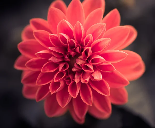 Red flower bud — Stock Photo, Image