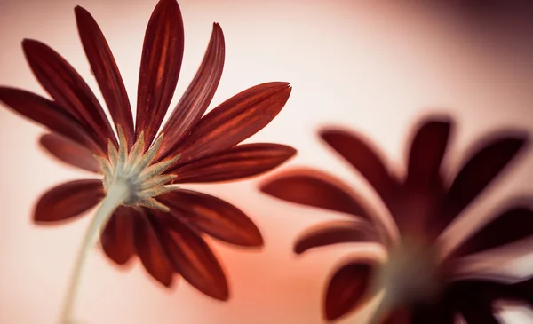 Red summer flowers closeup — Stock Photo, Image