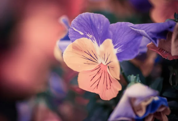 Multicolor flowers — Stock Photo, Image