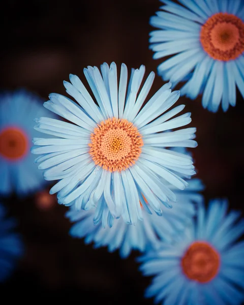 Flores azules —  Fotos de Stock