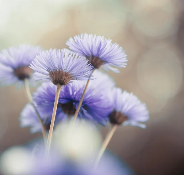 Frische Sommerblumen — Stockfoto
