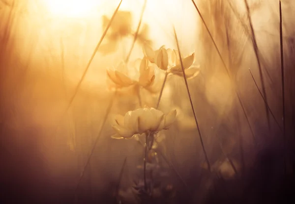 Prairie coucher de soleil fleurs — Photo