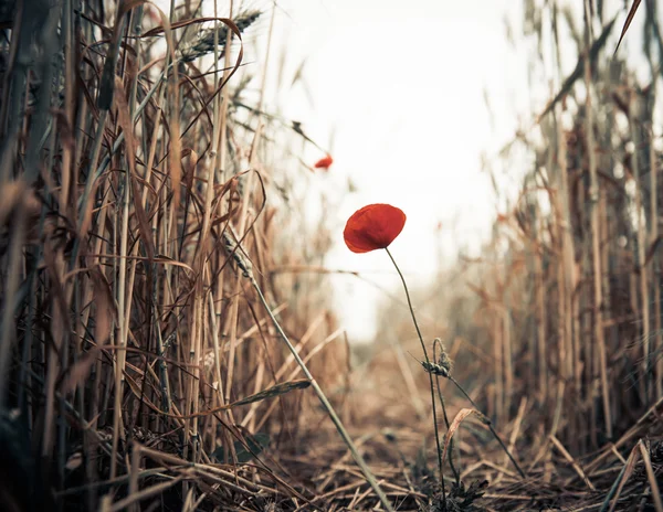 Poppy flower at wheat path — Stock Photo, Image