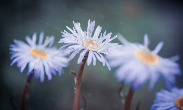 Blommor i regn — Stockfoto