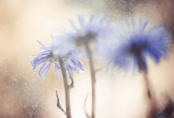 Blommor i regn — Stockfoto