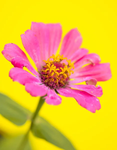 Flor de verão rosa — Fotografia de Stock