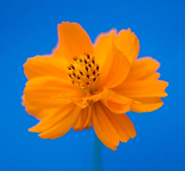 Orange flower — Stock Photo, Image