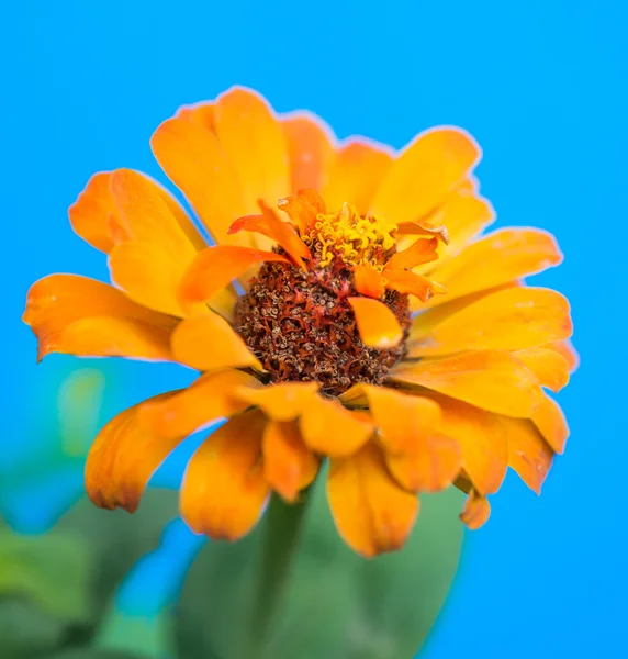 Orange sommar blomma — Stockfoto