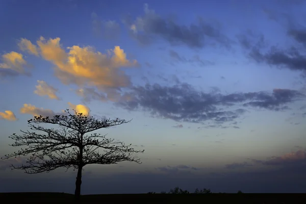 Огненное дерево восхода — стоковое фото