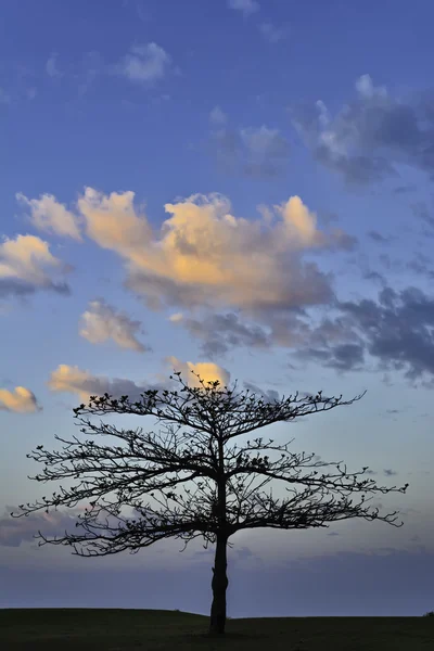 Golf gündoğumu ağaç — Stok fotoğraf