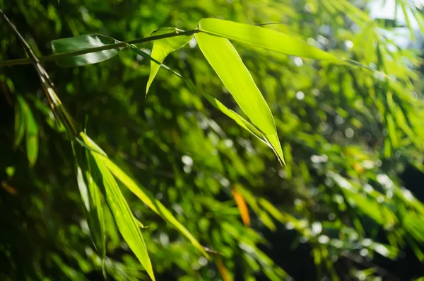 Folhas de bambu verde — Fotografia de Stock