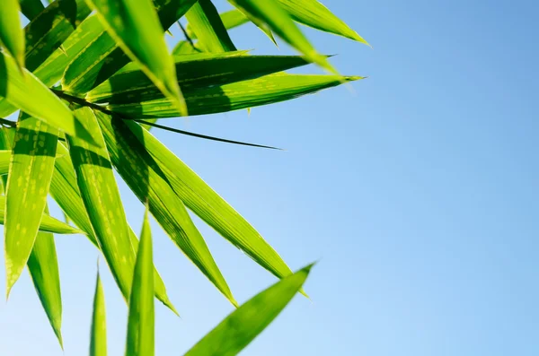 Feuilles de bambou vert — Photo