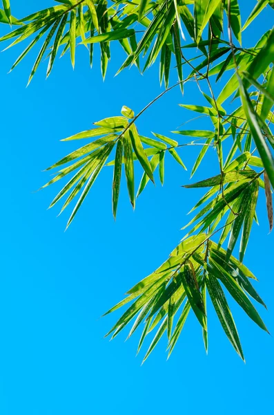 Hojas de bambú verde — Foto de Stock