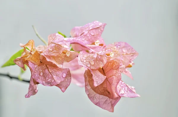 Bougainvillea różowy — Zdjęcie stockowe