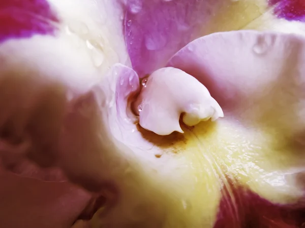 Лаванда и желтая орхидея — стоковое фото